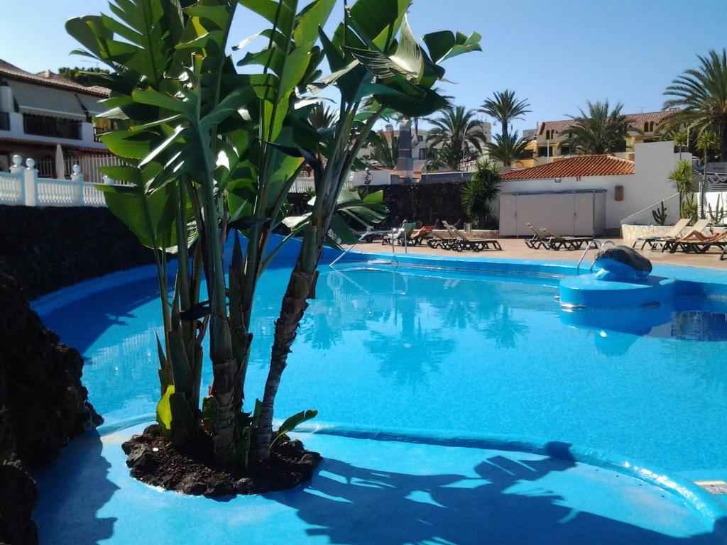palma na środku basenu w obiekcie Paraiso Royal Dany & Pina w Playa de las Americas