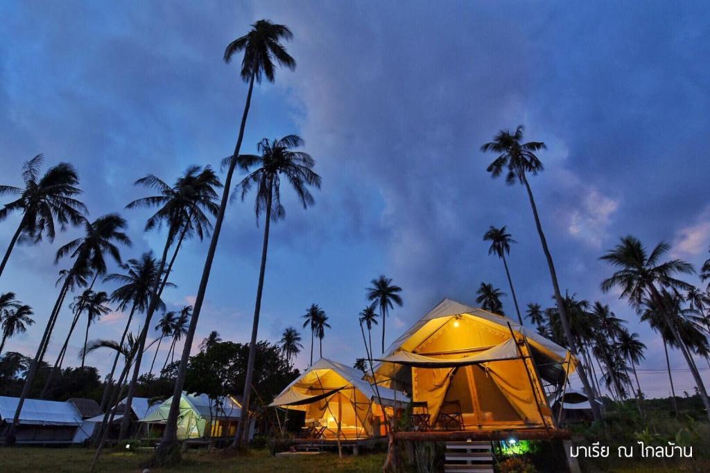 a group of tents in a field with palm trees at Naivacha Tent Koh Mak in Ko Mak