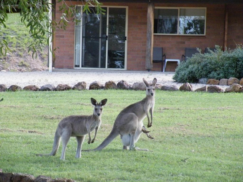 a group of kangaroos standing in the grass at Rubyvale Motel & Holiday Units - An Adults Only Getaway in Rubyvale