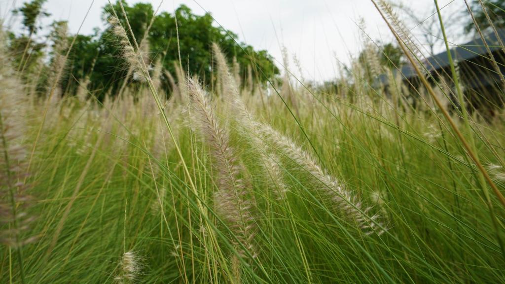 Zahrada ubytování 23° Khao Yai