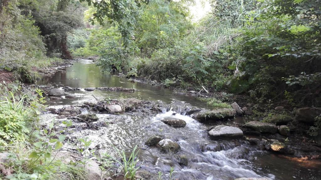 una corriente de agua con rocas en un bosque en Montecaminetto, en Sacrofano