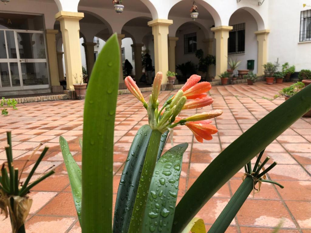 A garden outside Casa De Los Espejos