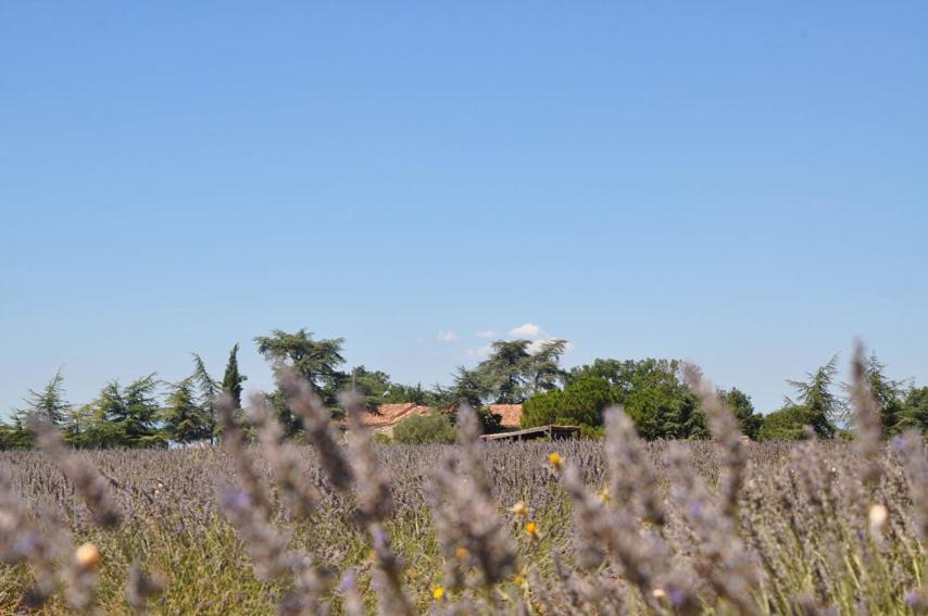 a field of crops with a house in the background at Le Mas De La Chérine in Quinson