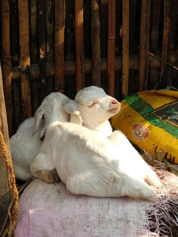 Domácí mazlíčci ubytovaní s hosty v ubytování PaliGhar Farmstay