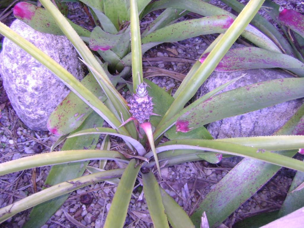  Pousada da Villa Itamambuca