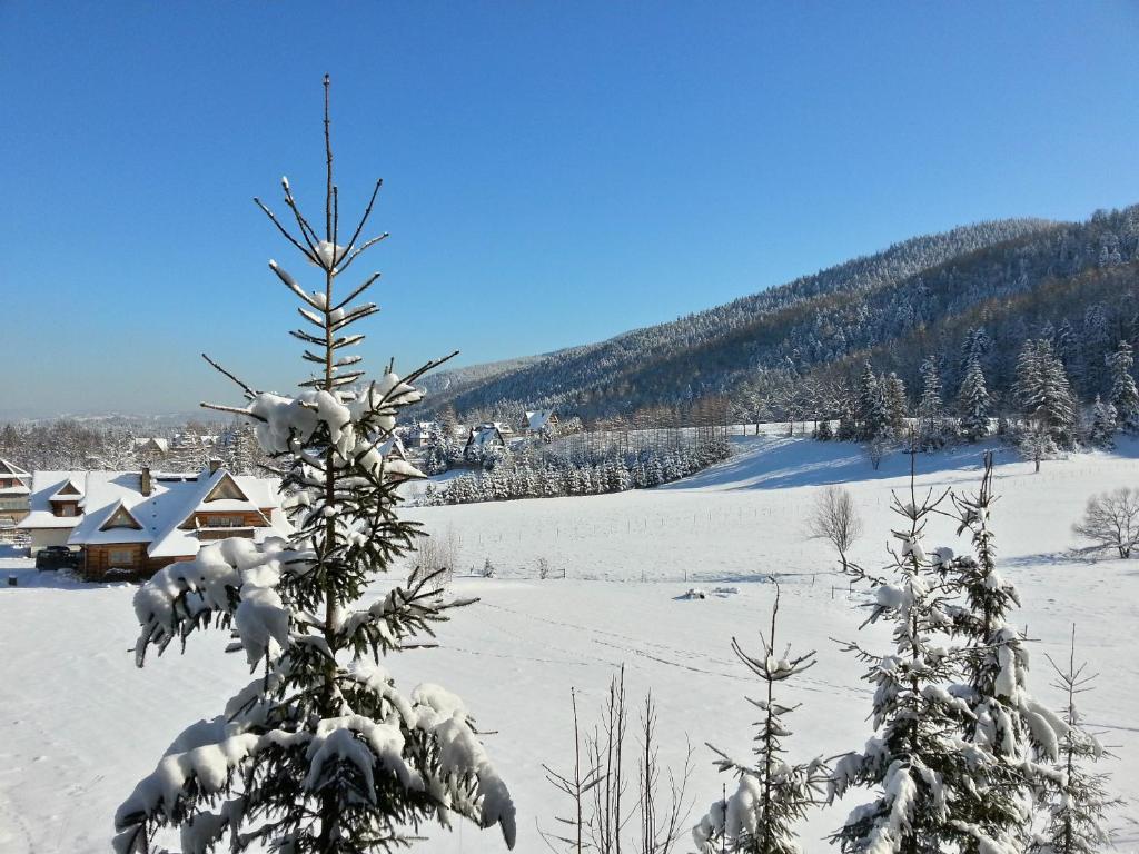un arbre recouvert de neige dans un champ enneigé dans l'établissement Akra, à Zakopane