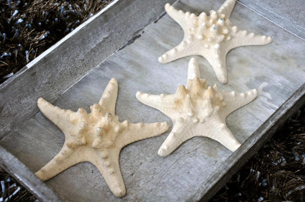 three star cookies sitting on top of a cookie sheet at Hotel Havenzicht Texel in Oudeschild