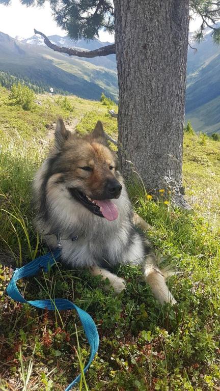 Domáce zviera alebo zvieratá hostí v ubytovaní Apart Zillertal