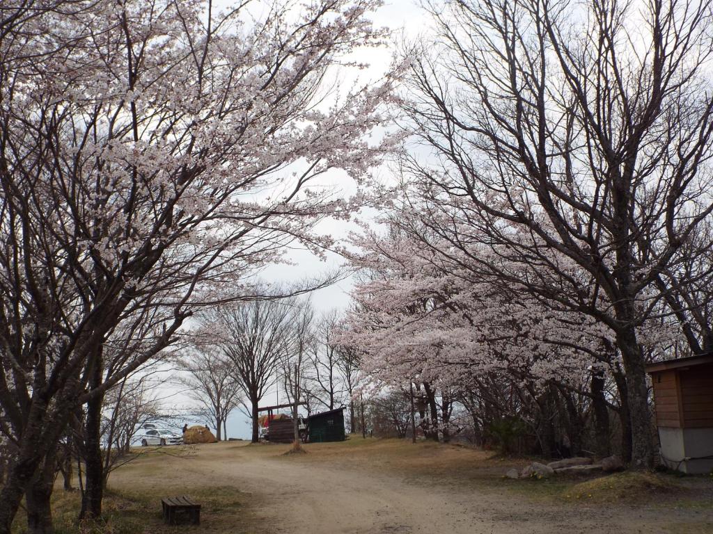 a group of trees with white flowers on a dirt road at Kurasako Onsen Sakura in Minamioguni