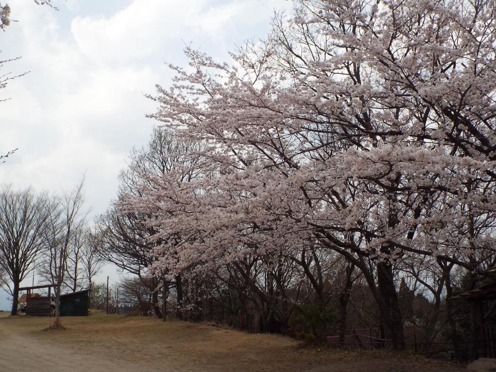 a tree with white flowers on it in a field at Kurasako Onsen Sakura in Minamioguni