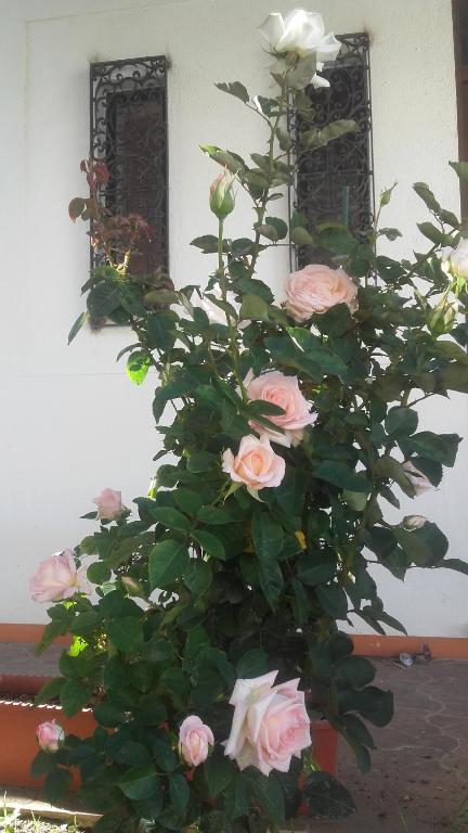 Casa dos Pingos de Mel - 18