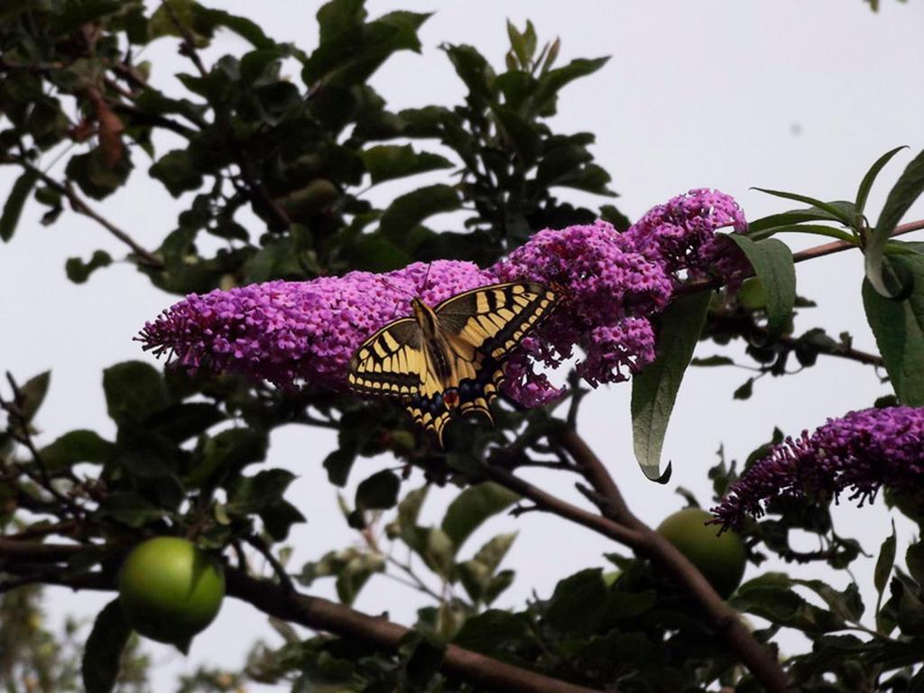 a butterfly is sitting on a purple flower at Guest house Elena in Kaji-Say