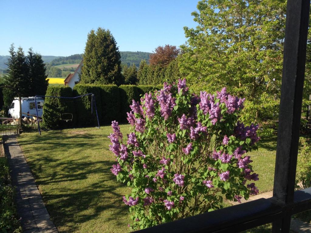 krzak fioletowych kwiatów na podwórku w obiekcie Fewo Michalke w mieście Bodenfelde