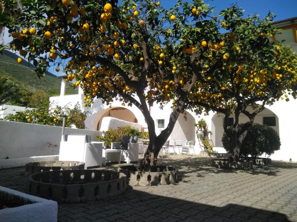 an orange tree in front of a white building at Villa Petrusa in Stromboli