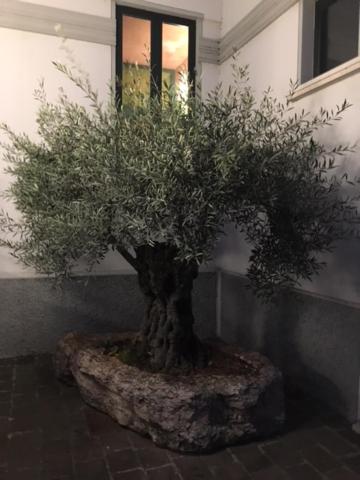 A garden outside Hotel Abacus