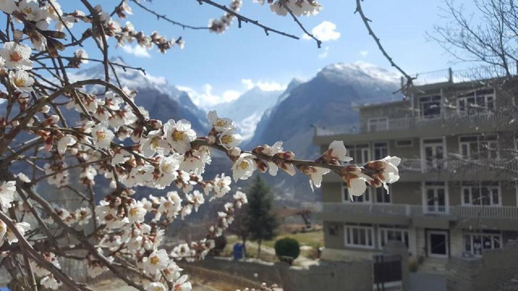 a tree with white flowers in front of a building at Hunza View Hotel in Hunza Valley