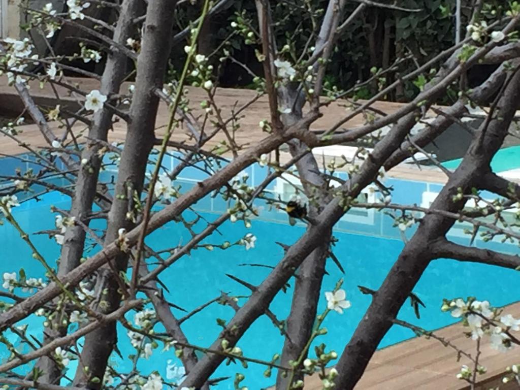Bazén v ubytování Sunny Rhodes Villa nebo v jeho okolí