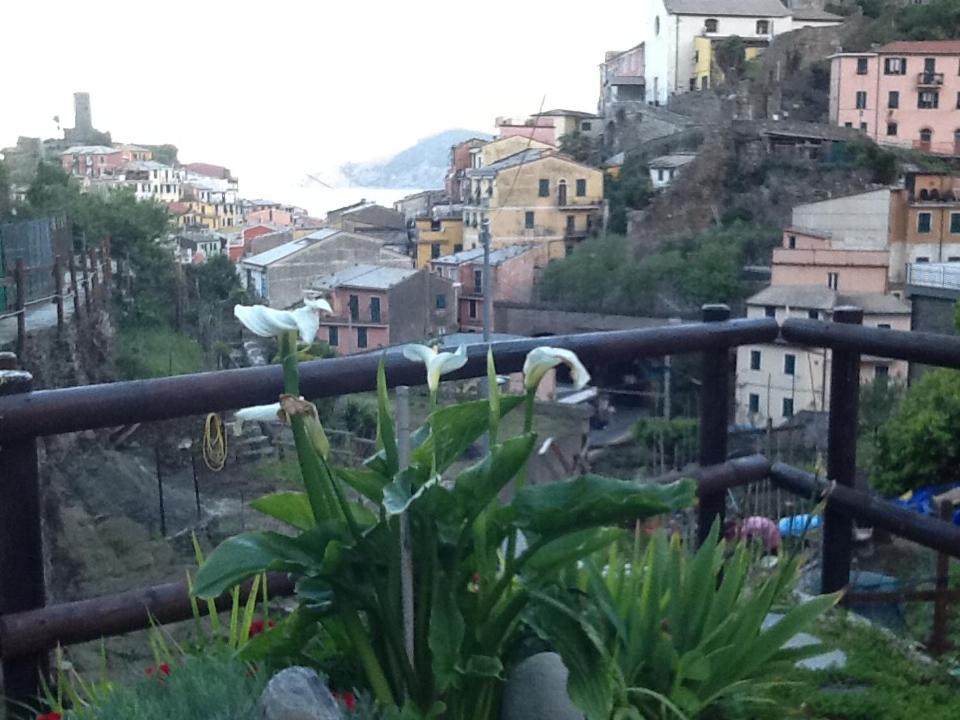a plant with white flowers on top of a city at Camere Giuliano basso in Vernazza