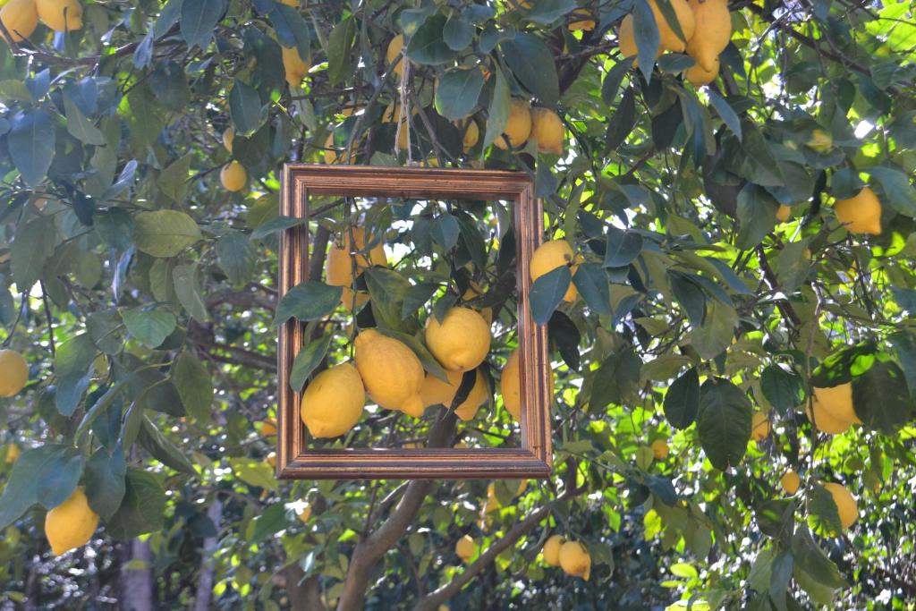 Zahrada ubytování Sorrento Experience