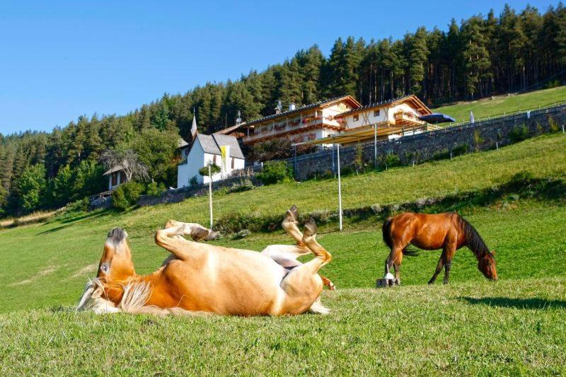 un groupe de chevaux pondant dans une prairie dans l'établissement Gasthaus Bad Siess, à Longostagno