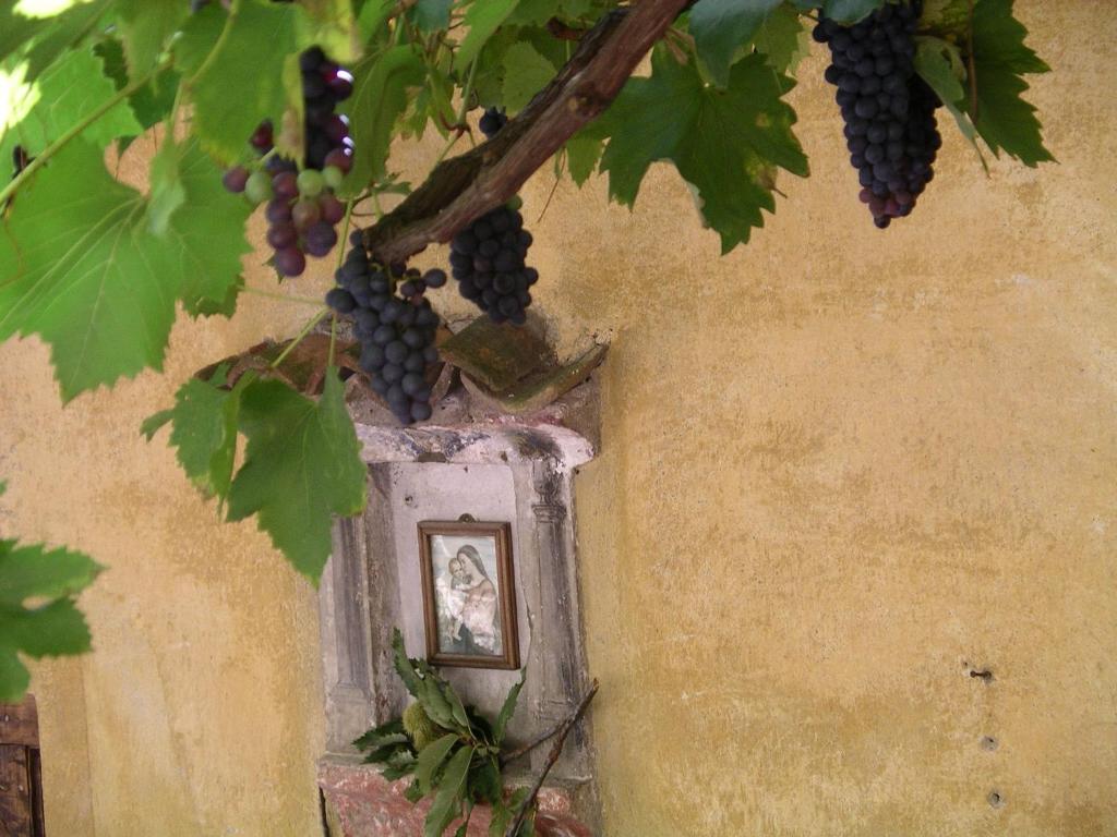 Une bande de raisins suspendus à un arbre dans l'établissement Casa 1659 - Casa Parrucchiere, à Gandria