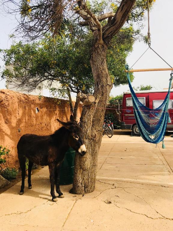 a black bull standing next to a tree at Gite Le Nomade in Mirleft
