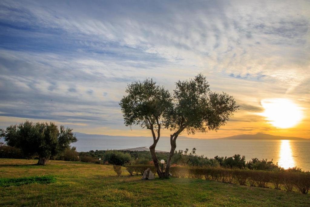a tree in a field with the sunset in the background at Blue Luxury Maison in Possidi