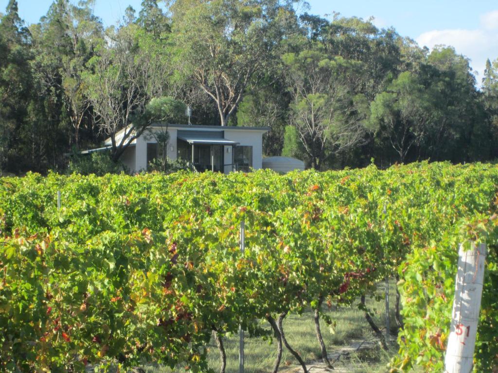 a vineyard with a house behind a hedge of grapes at Just Red Wines Cabins in Ballandean