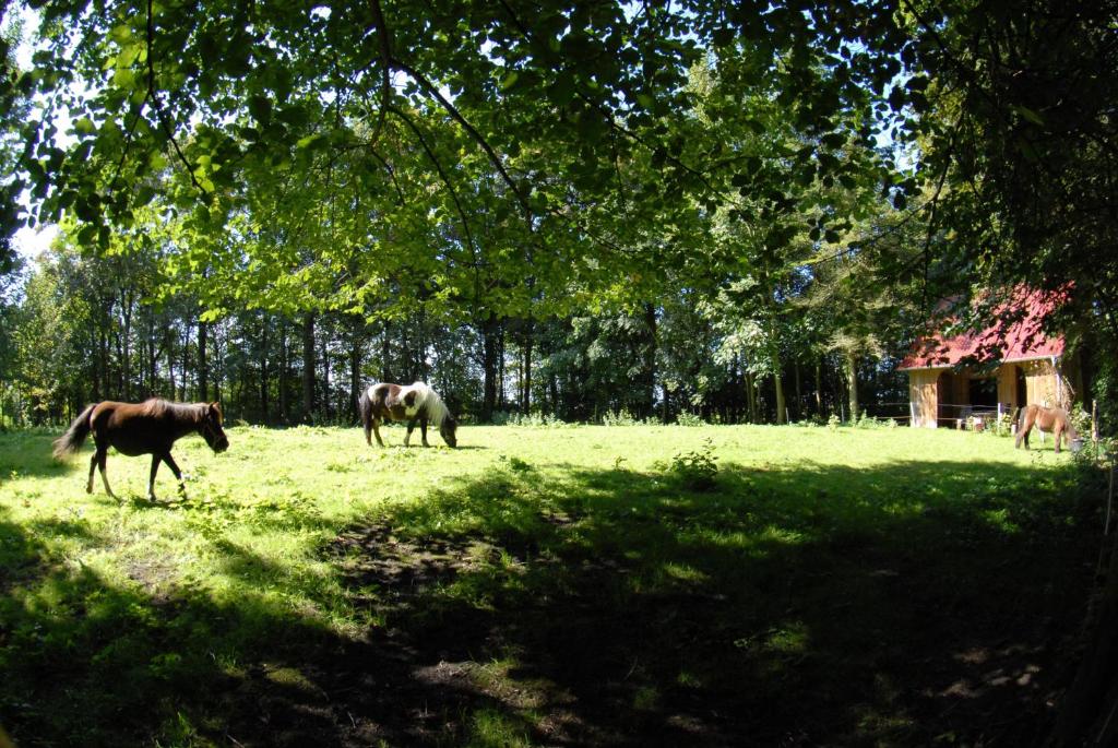 zwei Pferde stehen auf einem Feld unter einem Baum in der Unterkunft Hof Olde Warft in Oldenswort