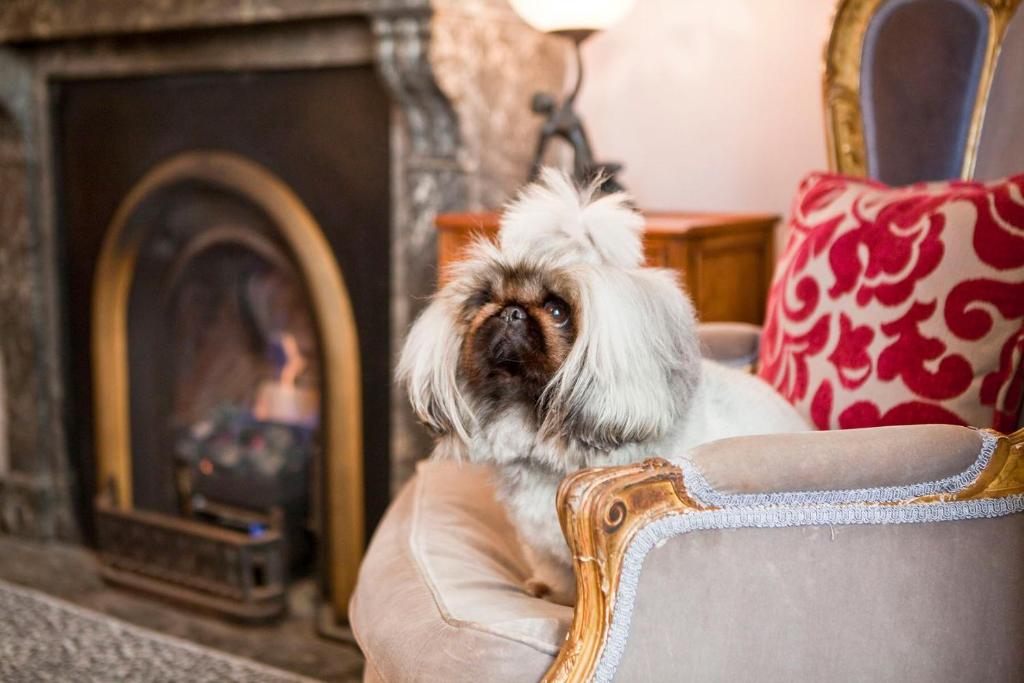Domácí mazlíčci ubytovaní s hosty v ubytování The Hughenden Boutique Hotel