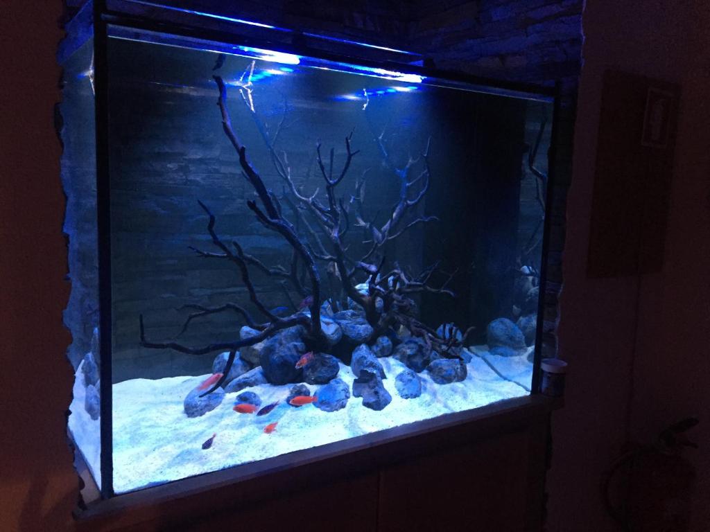 a large fish tank with a tree in it at Aquarium House in Sesimbra