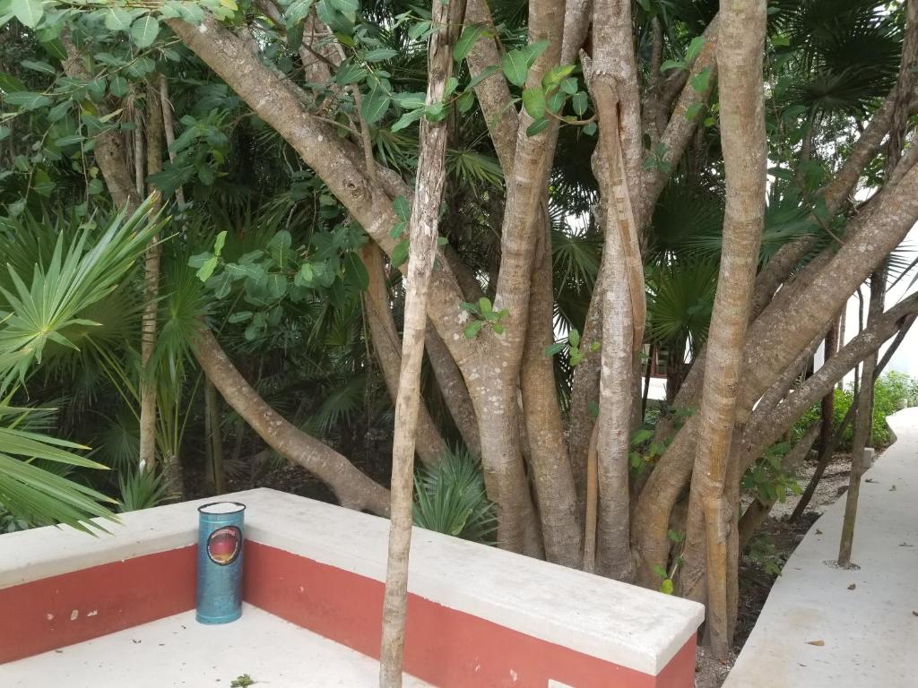 Taman di luar Casa Azul