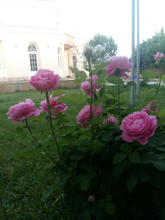 Guest House MAMURA - отзывы и видео