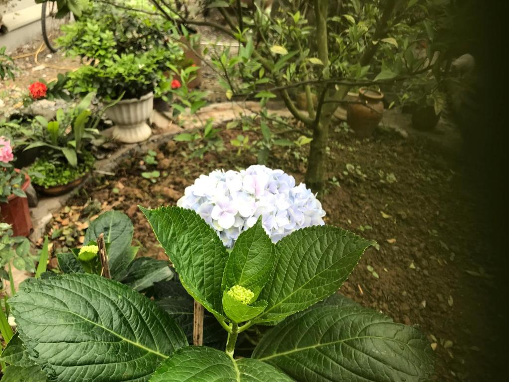 Tam Coc Cozy Homestay - 1