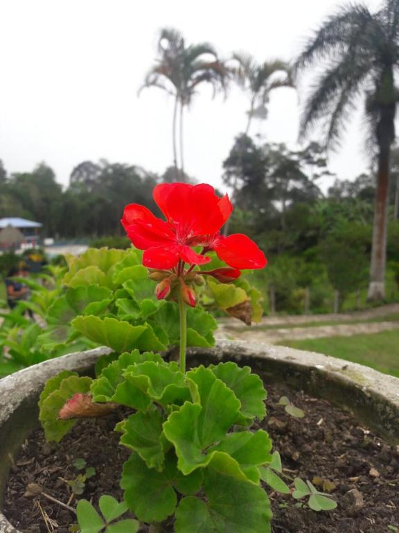 Zahrada ubytování Finca Cafetera Las Mercedes