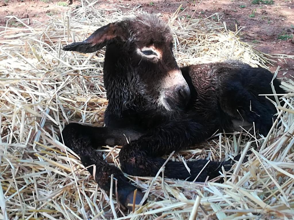 Zvířata v farmy nebo okolí