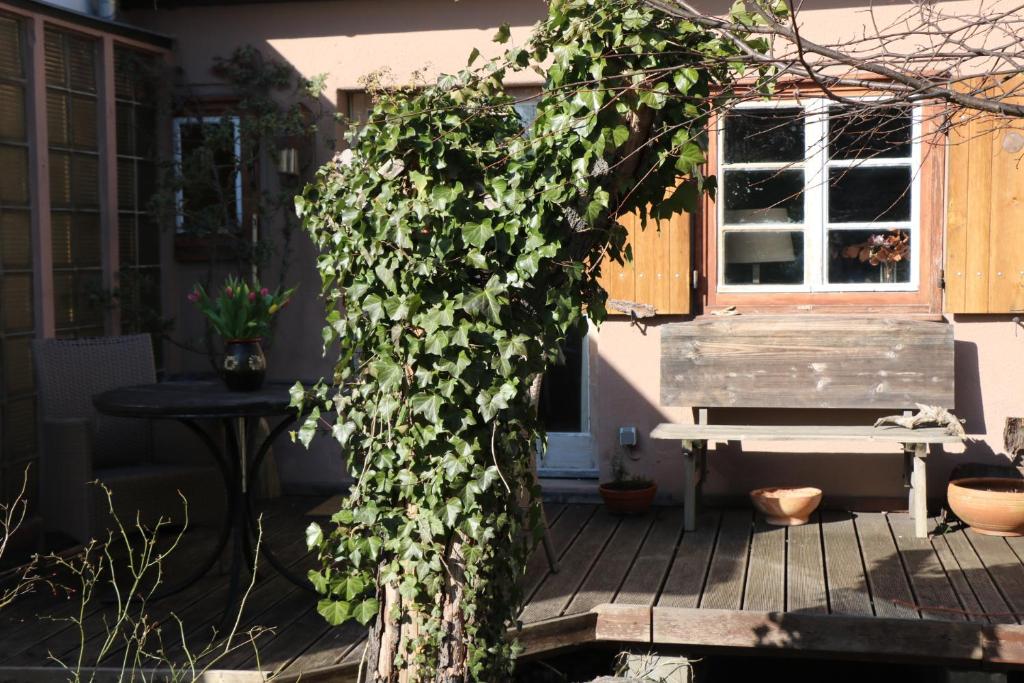 ラーデボイルにあるFerienhaus Wittaの弁当付き玄関に緑葉樹