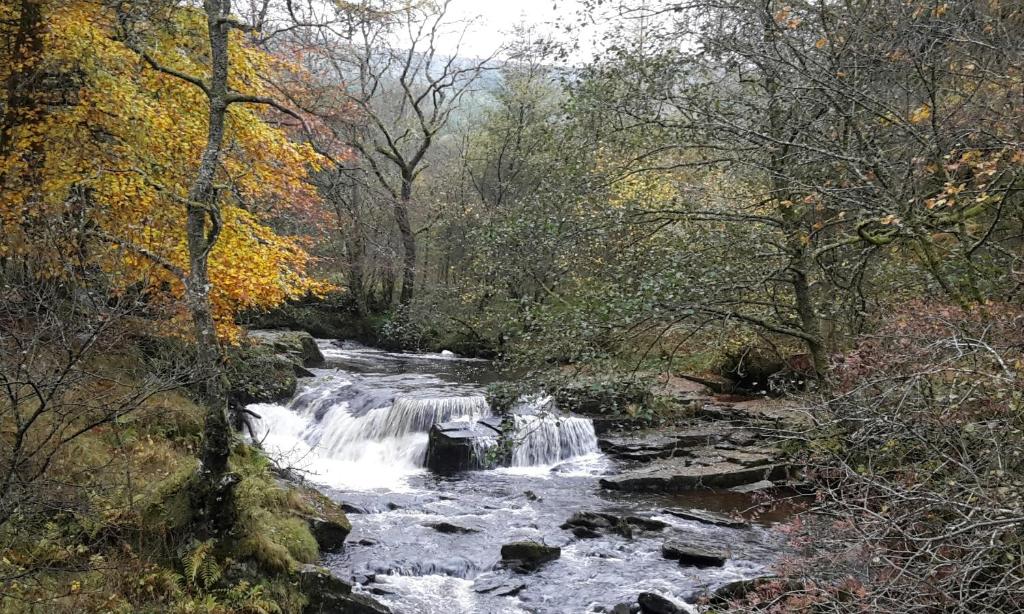 a stream of water in a forest with trees at Princetown Cottage in Nant-y-bwch