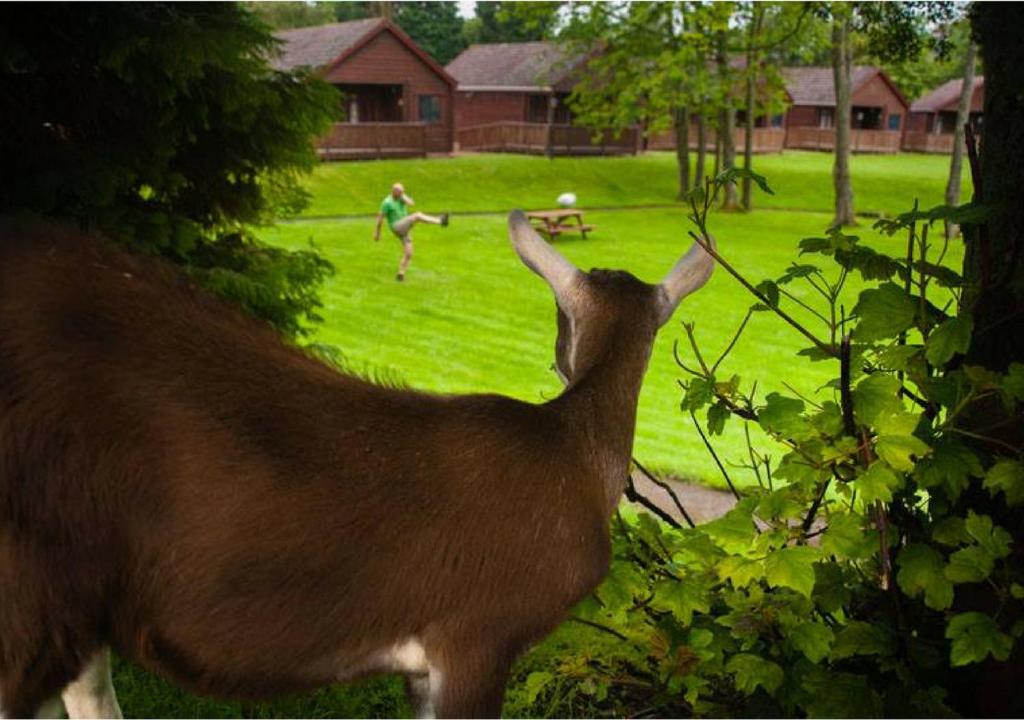 Zvířata v chaty nebo okolí