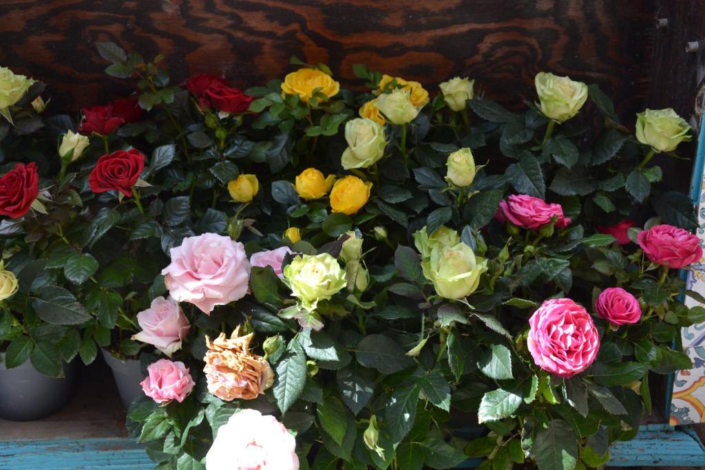 a bunch of colorful flowers in a pot at Terra Murata Boutique b&b in Procida