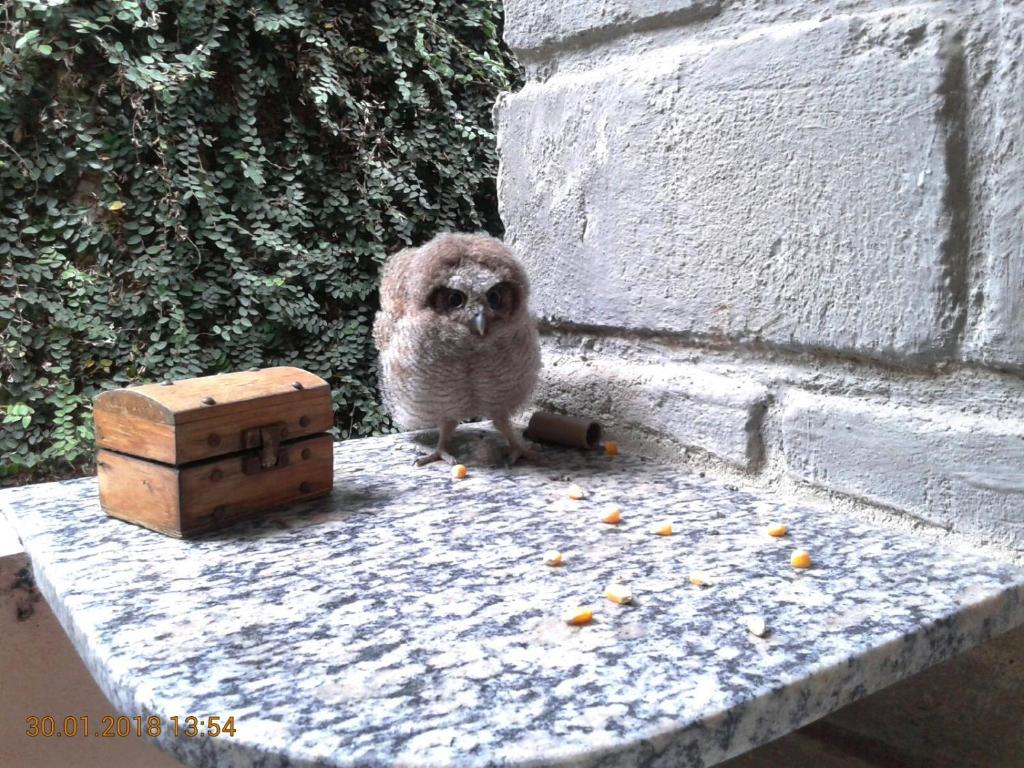  Quitinetes Rusticas Junto a Natureza - Bruxas e Bruxos