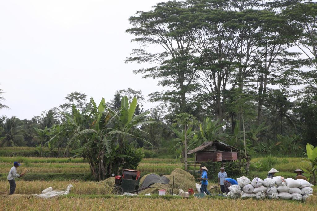eine Gruppe von Menschen, die auf einem Feld mit Heu stehen in der Unterkunft Pondok Gepokan Homestay in Ubud