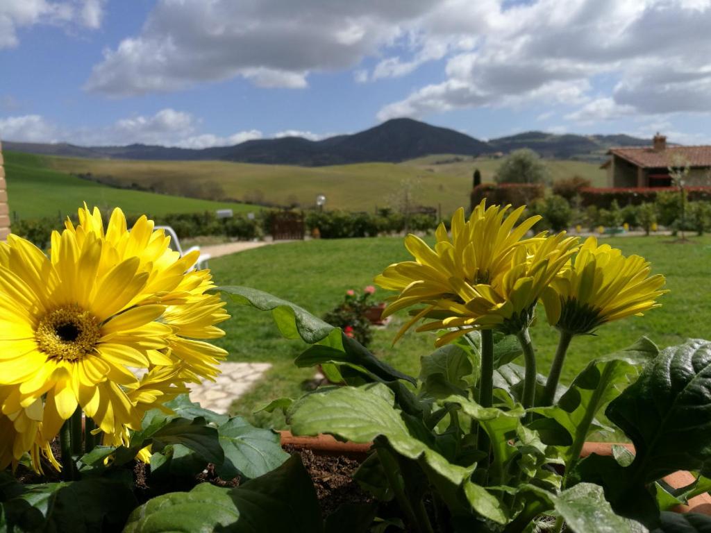 un groupe de fleurs jaunes dans un jardin dans l'établissement Podere San Luigi - Pet Friendly, à Volterra