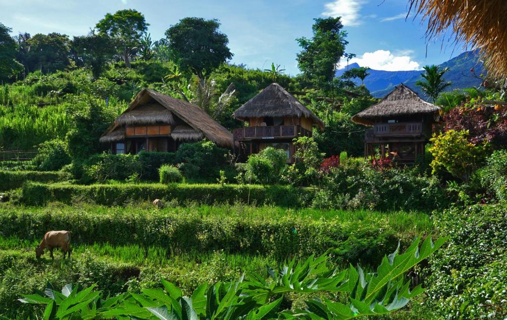 a farm with huts and a cow in a field at Rinjani Mountain Garden in Bayan