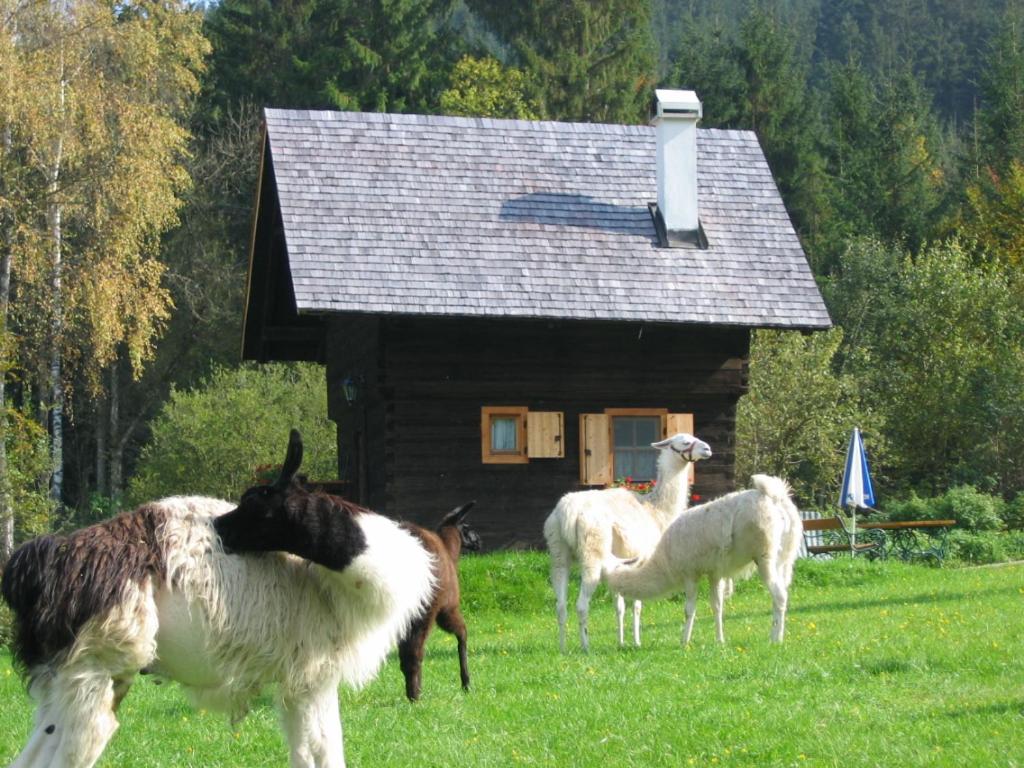 GurkにあるHütte zum Verliebenの小屋前の羊の放牧