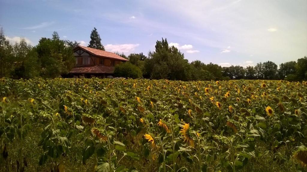 un campo de girasoles frente a una casa en Berdale, en Lagraulet-du-Gers