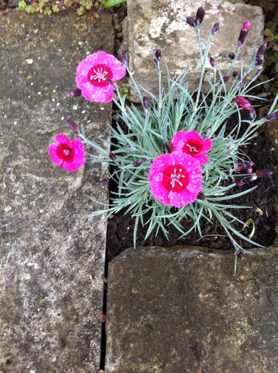 three pink flowers in a planter on a rock at Bake House Cottage in Shepton Mallet
