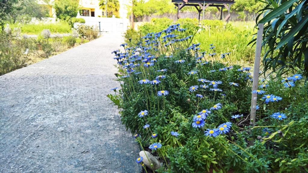 a bunch of blue flowers on the side of a road at Aloni Studios and Apartments in Lassi