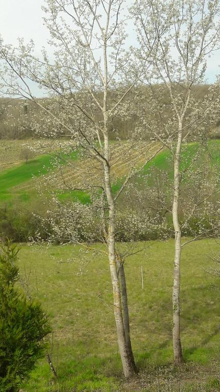 two trees standing next to each other in a field at Taillefer in Saint Paul de Loubressac