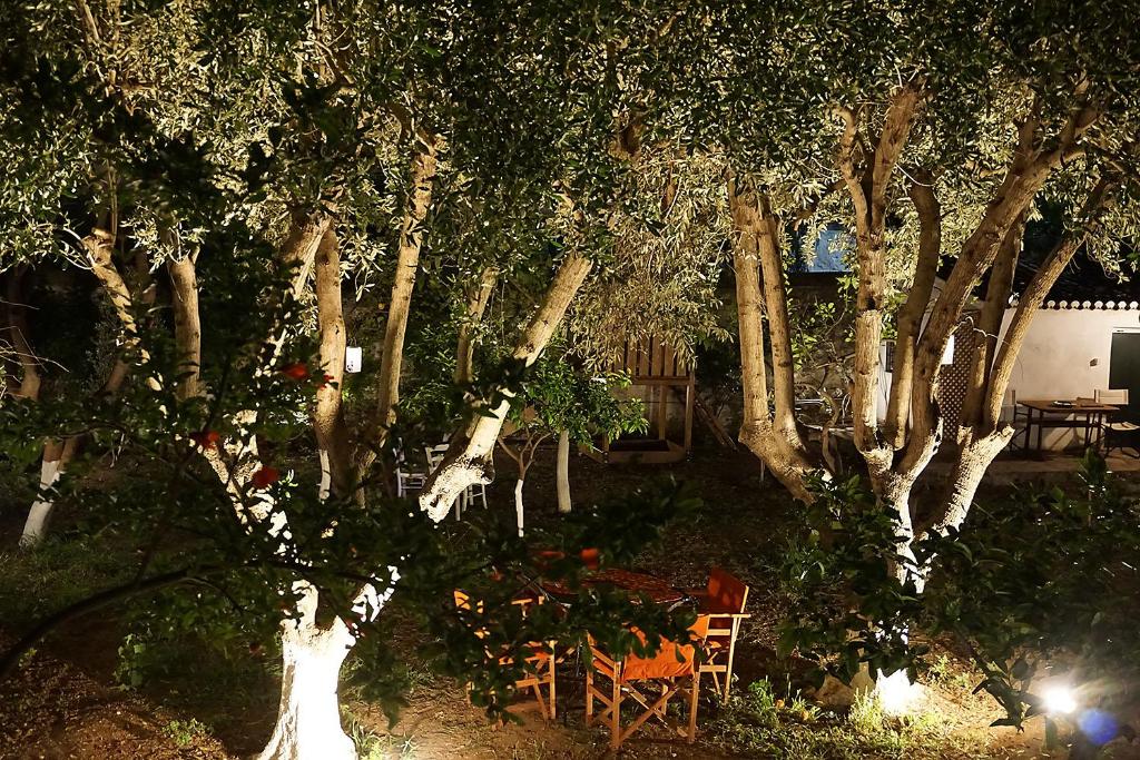 Aed väljaspool majutusasutust Two Olive Trees